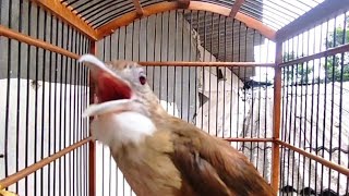 Download lagu PANCINGAN KAPAS TEMBAK MALAS BUNYI | PUTAR SAJA AUTO RESPON mp3