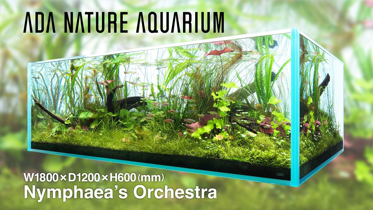 [ADAview] ニムファのオーケストラ  - W1800mm Nature Aquarium Layout-【EN/JP Sub.】