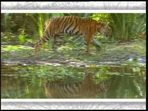 download lagu mp3 mp4 Bengalski Tigar, download mp3 Bengalski Tigar free downloadn, video klip Bengalski Tigar