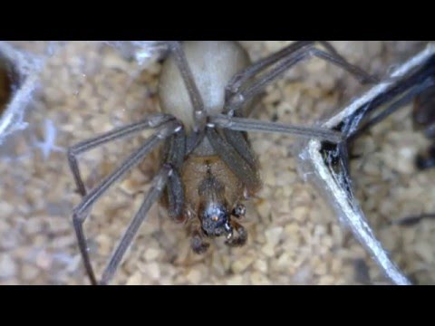 Brown Recluse Spider Information from Kansas State University