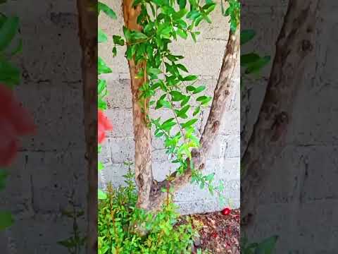 🌱Por que sembrar un arbol de granada🌱