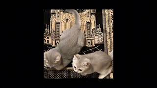 Download lagu Haddad Alwi ft Anti - Marhaban Ya Ramadhan (Speed up) mp3