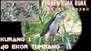 Download lagu berburu ruak ruak kurang 1 poin 40 ekor tumbang mp3