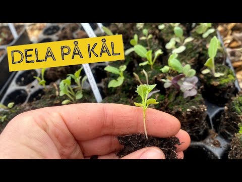 Plantera om KÅL från pluggbrätte till separata krukor - att dela på små plantor
