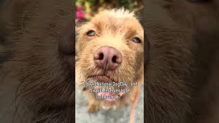 Video preview image #1 Mutt Puppy For Sale in Santa Clara, CA, USA