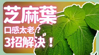 全X芝麻葉自己種！種出不老芝麻葉的3個重點| How to grow Korean perilla leaves |《葛斯怎麼種》67