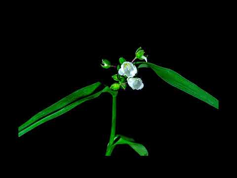 Tradescantia (spiderwort)