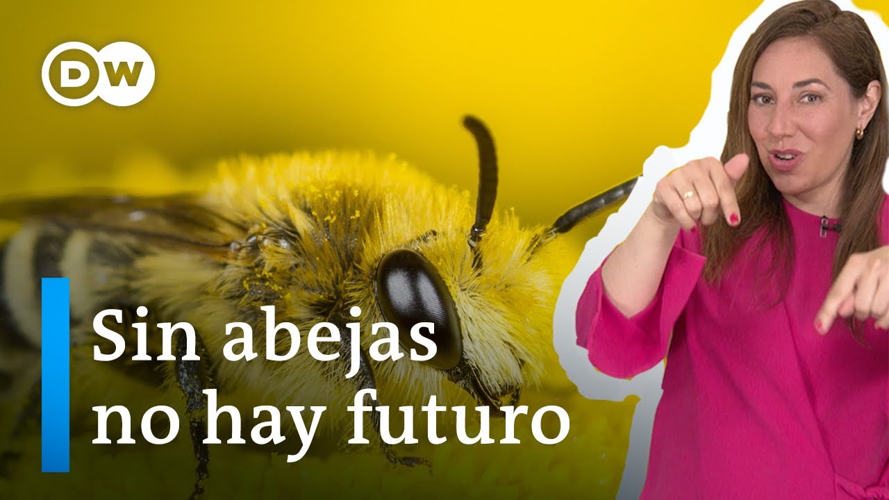 ¿Por qué no podemos vivir sin las abejas?