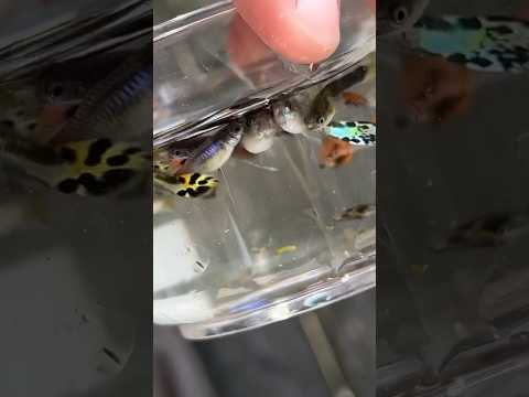 Crazy crossbreeding mixed guppy #aquarium #guppy #breedingfish