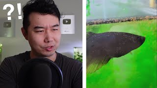 MYSTERIOUS creatures in my Betta Fish Tank | Fish Tank Review 231