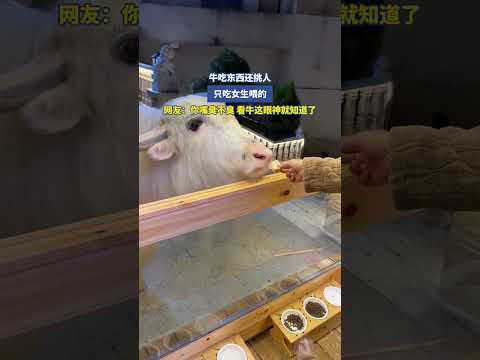 牛吃东西还挑人，网友：你嘴臭不臭，看牛这眼神就知道了