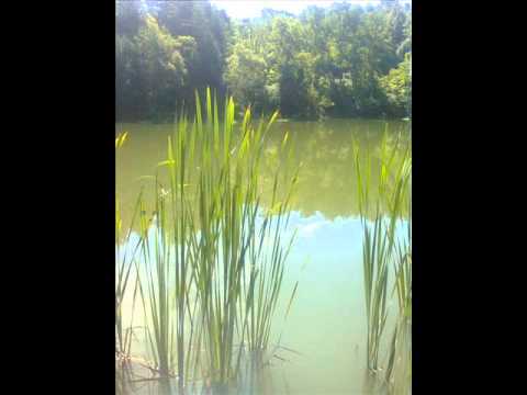 Sirkó Tamás Estharang.wmv