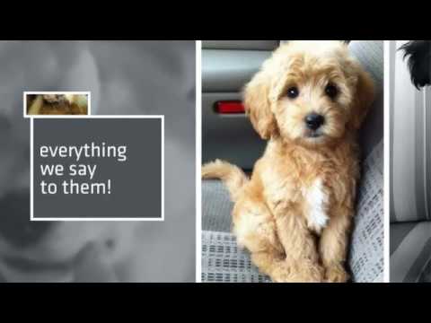 Here's why you should talk to your dog more often! Video