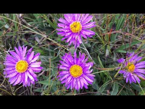 La Parma, G.Mainerio - Altair duo