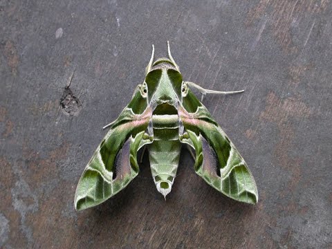 Oleander Hawk moth - the UK's most exotic moth