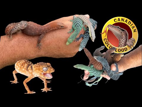 TREE MONITORS 101! TCRP-ep 37 Canadian Cold Blood. Brandon Van Asten