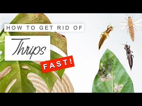 , title : 'Get Rid Of Thrips FAST! 🌿 How To Treat + Prevent Thrips On Plants ❌'