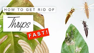 Get Rid Of Thrips FAST! 🌿 How To Treat + Prevent Thrips On Plants ❌