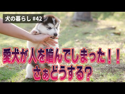 私の犬が他の犬に噛まれました。どうすればよいですか?