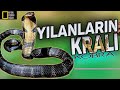 Yılda 6 KEZ KÖR OLAN Sürüngen Kral Kobra Belgeseli