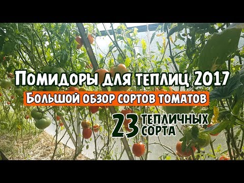 , title : 'Помидоры для теплиц 2017! Большой обзор сортов томатов'