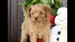 Video preview image #1 Poodle (Toy) Puppy For Sale in STRASBURG, PA, USA