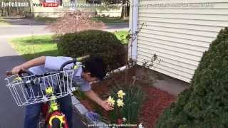 Planting Red & Pink Double Knockout Rose Part 5: A Week Later - Tulips Daffodils & Oh Deer!!!