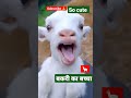 So Cute बकरी का बच्चा