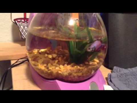 Betta Fish Tank and Betta Fish Care