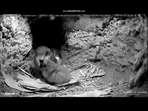 Endangered Bermuda Petrels, Cahow Cam Burrow 1 - 27 February 2022  (2)