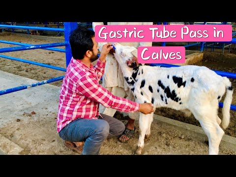 Tube feeding in calves/Gastric intubation in calves/ stomach tubing, How to Tube Feed a Sick Calf