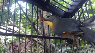 Download lagu Suara Kicau Burung Robin Gacor Ok Tarik Lagi Joozz mp3