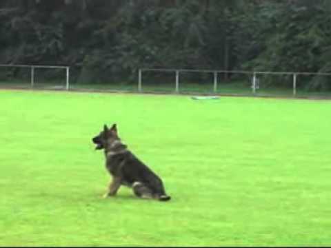 Blade vom Heiligental UO 12 Monate 08 08 2010