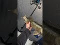 Video Thumbnail for Skinny but LONG Walleye #fishing #icefishing #walleye #saskatchewan