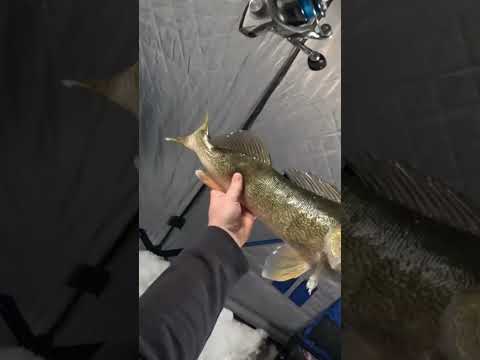 Skinny but LONG Walleye #fishing #icefishing #walleye #saskatchewan