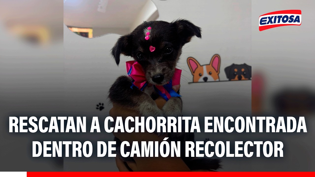 🔴🔵 Trujillo: Encuentran a cachorrita dentro de una bolsa de basura en camión recolector