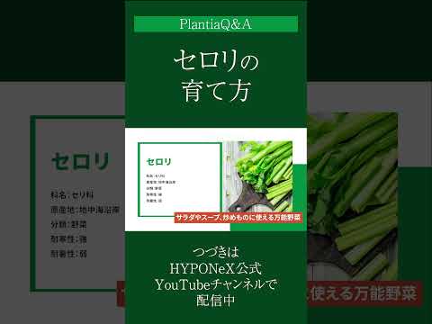 セロリの茎 植物