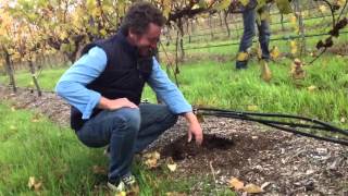 Undervine soil management in vineyards