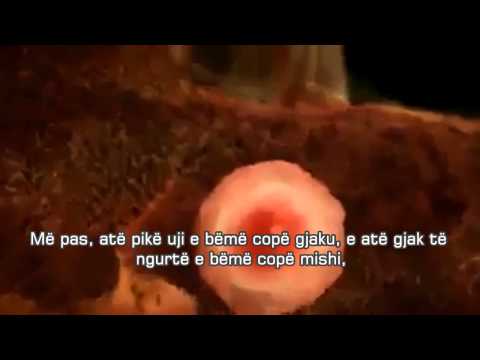 Krijimi i njeriut, I lartë është Allahu më i miri Krijues - Kur'an Muminun 12-14