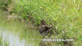 ハリオシギとチュウジシギ(動画あり)