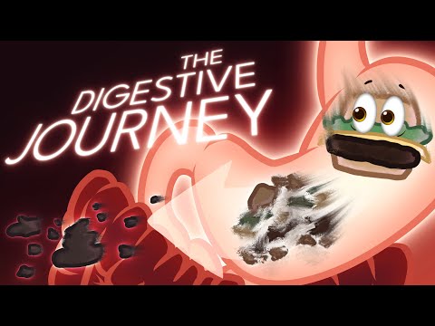 How the digestion system works