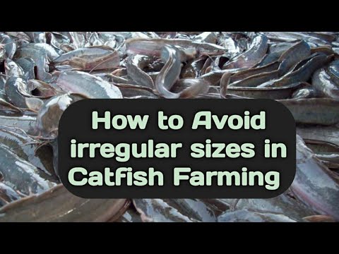 How to Avoid irregular sizes in Catfish fish Farming in Nigeria//coming from Addota farm