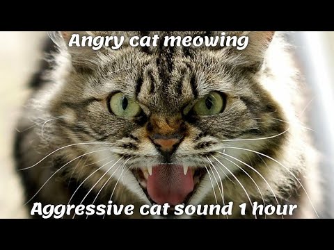 Angry cat meowing | Aggressive cat sound 1 hour