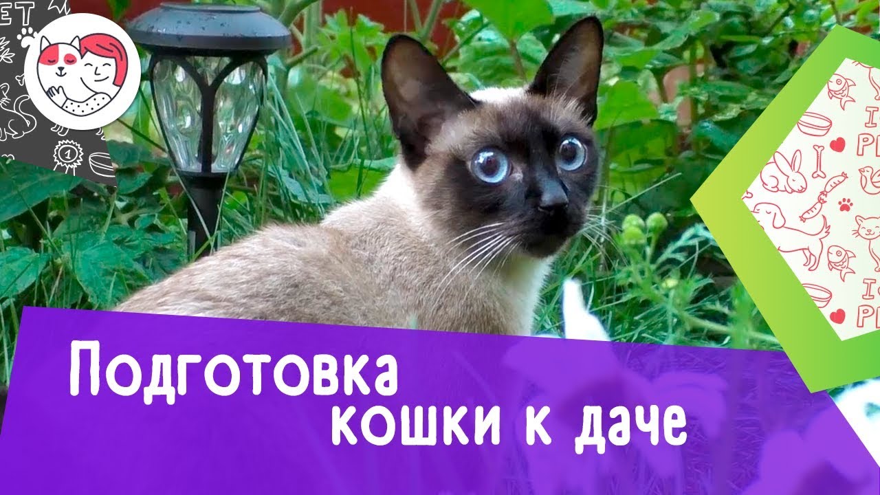 4 правила подготовки кошки к даче