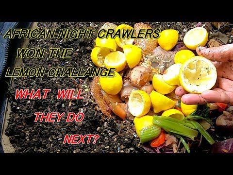 AFRICAN NIGHT CRAWLERS  MONSTROUS FEEDING