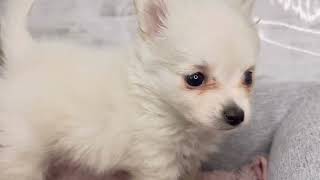 ハーフ犬の動画01