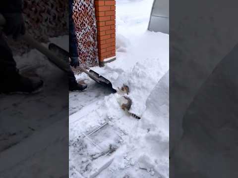 Cat in the snow #cat #cats #catslovers #fyp