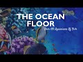 The Ocean Floor Offers A Fin Tastic Selection Of Fish Fish Supplies