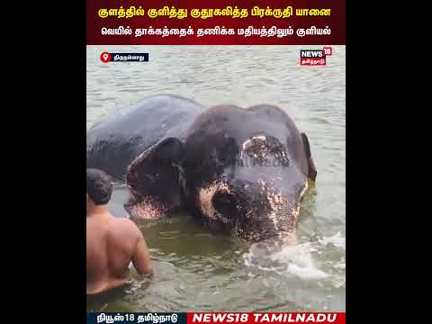 Elephant | குளத்தில் குளித்து குதூகலித்த பிரக்ருதி யானை... | N18S