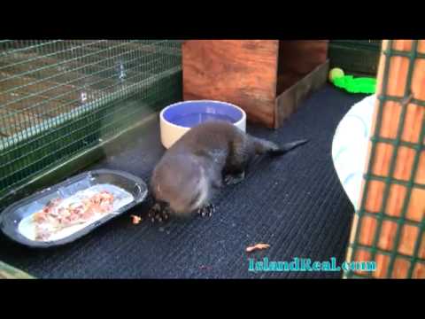 Wildlife Inc. Rescue & Rehabilitation In Bradenton Beach